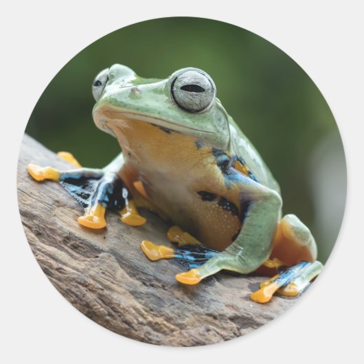 Froschsticker Runder Aufkleber (Vorderseite)