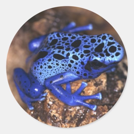 Froschsticker Runder Aufkleber (Vorderseite)