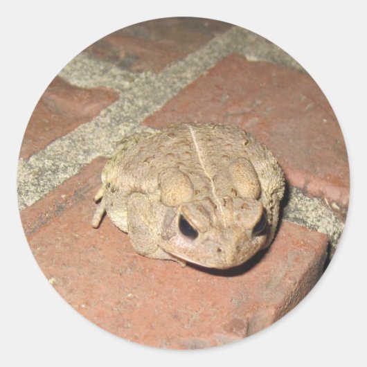 Froschsticker Runder Aufkleber (Vorderseite)
