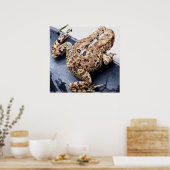 Froschtoad Tierfotografie Poster (Küche)