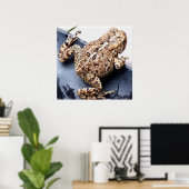 Froschtoad Tierfotografie Poster (Heimbüro)