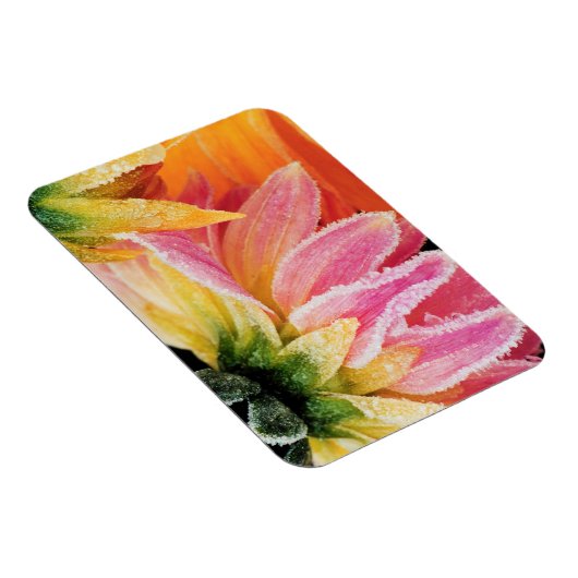 Frost auf den letzten Blüten des Sturzes - Dalhia  Magnet (Rechte Seite)