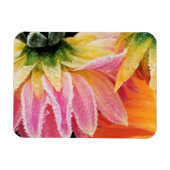 Frost auf den letzten Blüten des Sturzes - Dalhia  Magnet (Horizontal)