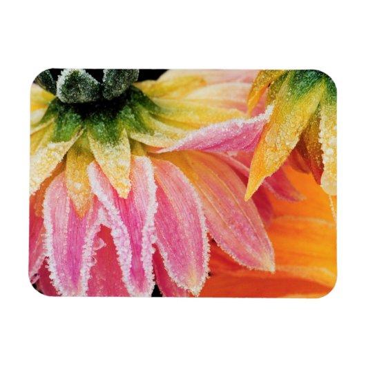 Frost auf den letzten Blüten des Sturzes - Dalhia  Magnet (Horizontal)