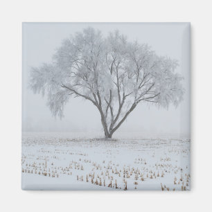 Frost auf einem einsamen Baum Magnet