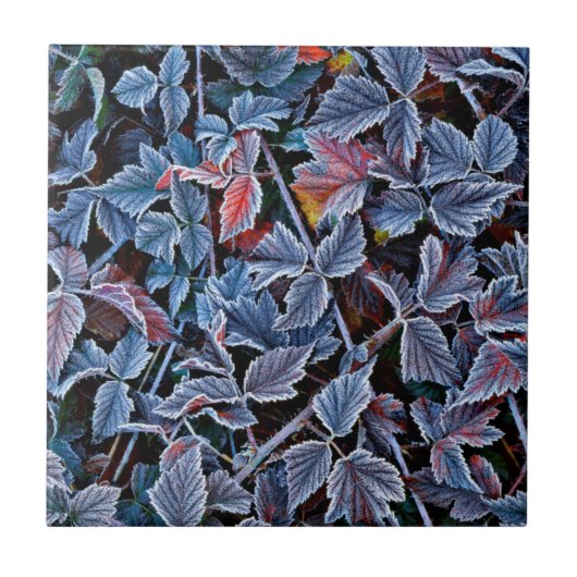 Frost auf Herbstblättern, Oregon Fliese (Vorderseite)