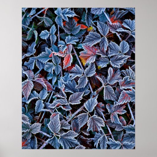 Frost auf Herbstblättern, Oregon Poster (Vorne)
