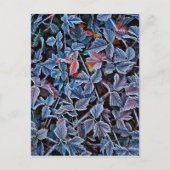 Frost auf Herbstblättern, Oregon Postkarte (Vorderseite)