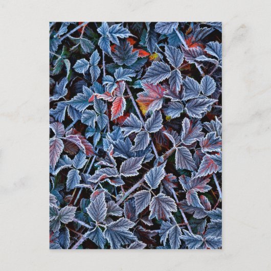 Frost auf Herbstblättern, Oregon Postkarte (Vorderseite)