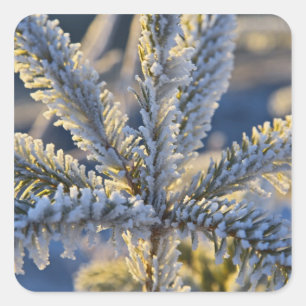 Frost auf immergrünem Baum, Homer, Alaska Quadratischer Aufkleber