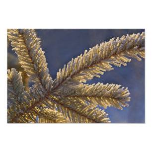 Frost auf immergrünen Baum, Homer, Alaska Fotodruck