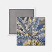 Frost auf immergrünen Baum, Homer, Alaska Magnet (Vorderseite/Rückseite)