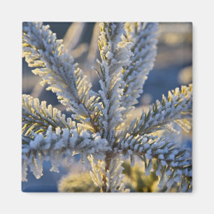 Frost auf immergrünen Baum, Homer, Alaska Magnet