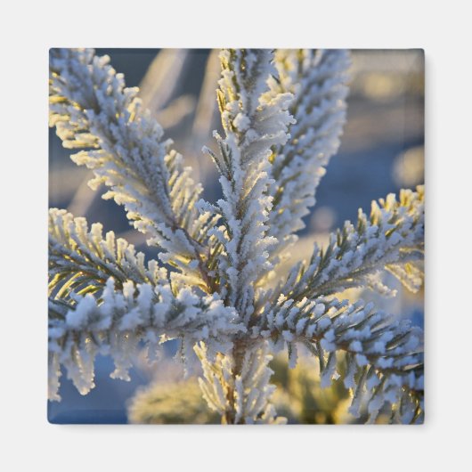 Frost auf immergrünen Baum, Homer, Alaska Magnet (Vorne)