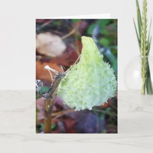 Frost auf Milkweed Pod Blank Karte (Vorderseite)