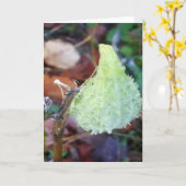 Frost auf Milkweed Pod Blank Karte (Gelbe Blume)