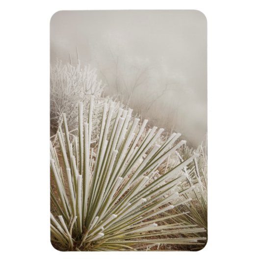 Frost bedeckt Yucca im Winter Magnet (Vertikal)