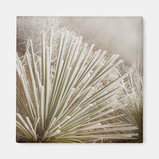 Frost bedeckt Yucca im Winter Magnet (Vorne)