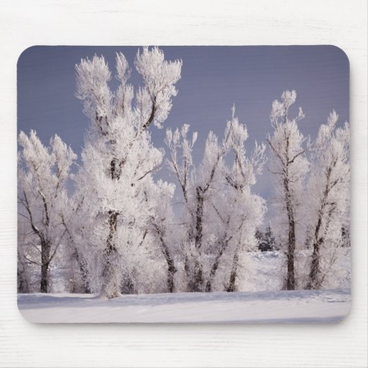 Frost bedeckte Bäume und Zaun, Colorado Mousepad (Vorne)