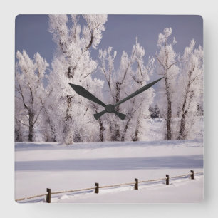 Frost bedeckte Bäume und Zaun, Colorado Quadratische Wanduhr