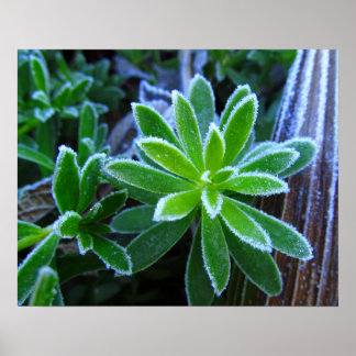 Frost-Hecken-Strohkraut-Pflanzen Fotoabzug Poster