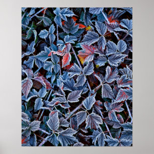 Frost on autumn leaves, Oregon Poster