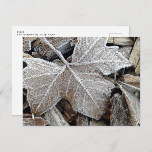 Frost Postkarte (Vorne/Hinten)