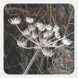 Frost-Transformation in Cheshire Quadratischer Aufkleber