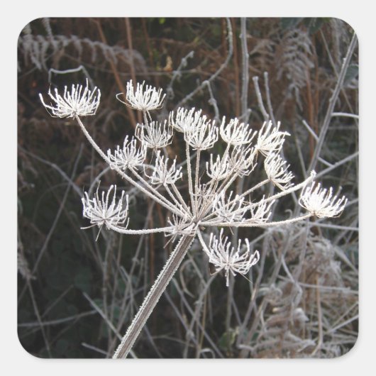 Frost-Transformation in Cheshire Quadratischer Aufkleber (Vorderseite)