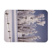 Frostbedeckte Bäume und Zaun, Colorado Magnet (Horizontal)