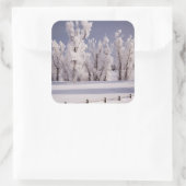 Frostbedeckte Bäume und Zaun, Colorado Quadratischer Aufkleber (Tasche)