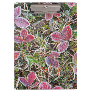 Frostbedeckte Blätter, Kanada Klemmbrett