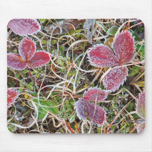 Frostbedeckte Blätter, Kanada Mousepad (Vorne)