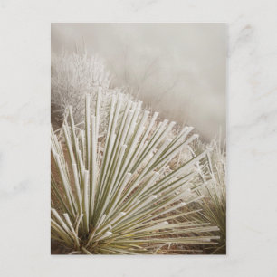 Frostbedeckte Yucca im Winter Postkarte