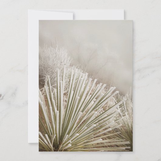 Frostbedeckter Yucca im Winter Dankeskarte (Vorderseite)