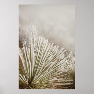 Frostbedeckter Yucca im Winter Poster