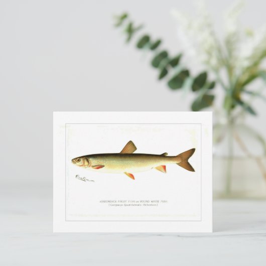 Frostfisch Postkarte (Stehend Vorderseite)