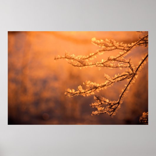 Frostflakes mit Morgensonnenaufgang Poster (Vorne)