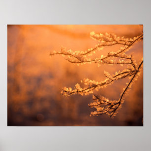 Frostflakes mit Morgensonnenaufgang Poster