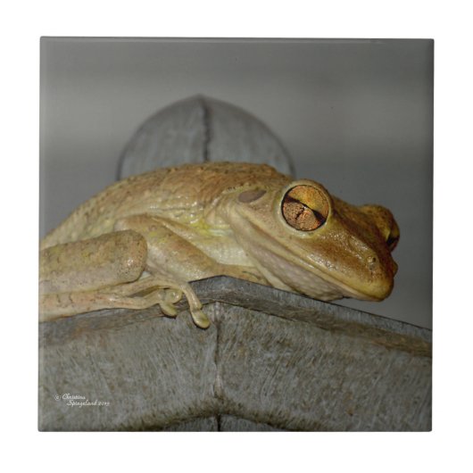 Fröstfröschel Fliese (Vorderseite)