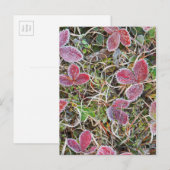 Frostgedeckte Blätter, Kanada Postkarte (Vorne/Hinten)