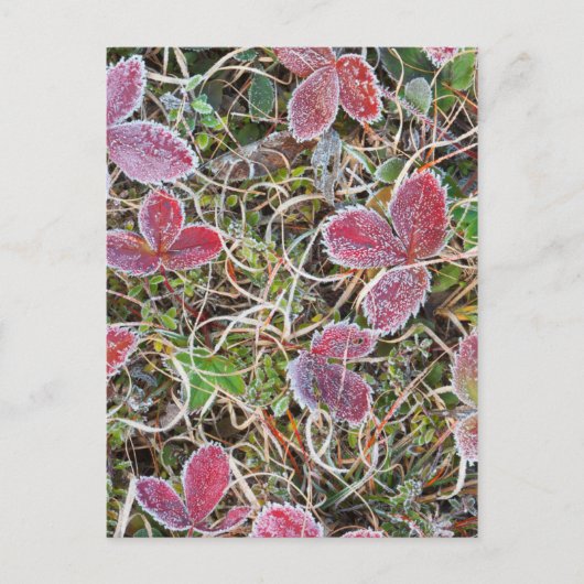 Frostgedeckte Blätter, Kanada Postkarte (Vorderseite)