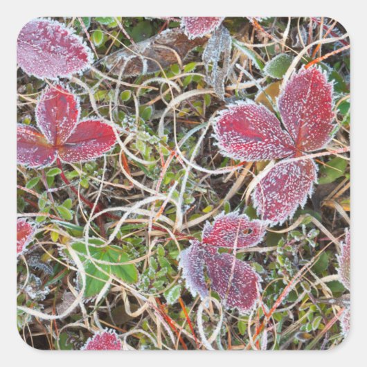 Frostgedeckte Blätter, Kanada Quadratischer Aufkleber (Vorderseite)