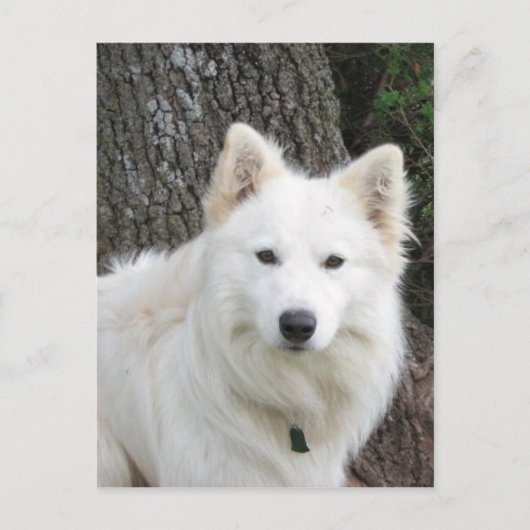 frostig postkarte (Vorderseite)