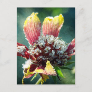 Frostige Blume Postkarte