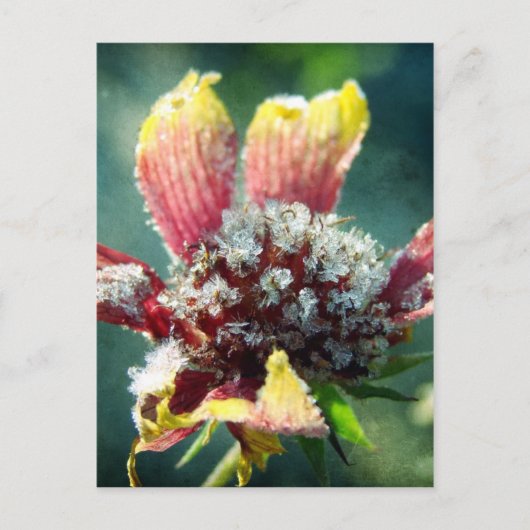 Frostige Blume Postkarte (Vorderseite)