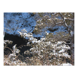 "Frostige Kiefern" Fotodruck