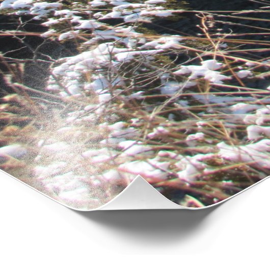 "Frostige Kiefern" Fotodruck (Ecke)