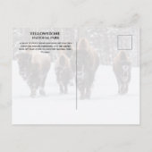 Frostiger Bison auf schneebedeckter Straße, Yellow Postkarte (Rückseite)
