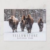 Frostiger Bison auf schneebedeckter Straße, Yellow Postkarte (Vorderseite)